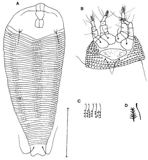 Floracarus abruptus Huang, 2001