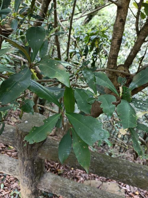 樹杞 樹杞