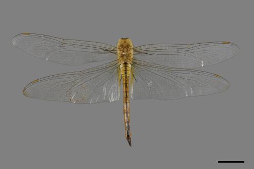Pantala flavescens[薄翅蜻蜓][00089288]