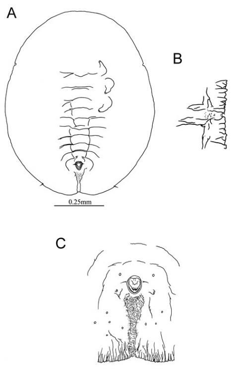 Massilieurodes euryae  (Takahashi, 1940)