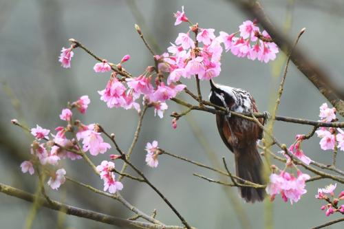 小彎嘴