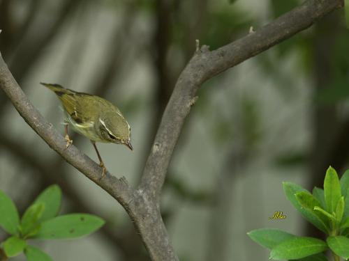 20090930_380475_Arctic_Warbler_4688.jpg