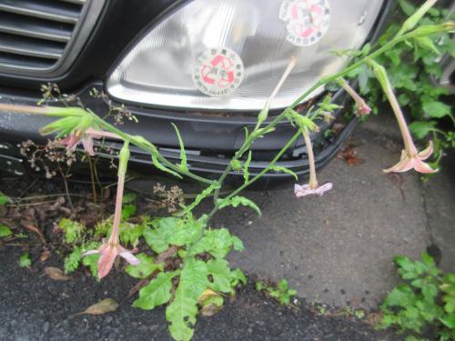 皺葉菸草