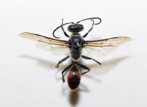 Sphecidae sp._陽明山 3