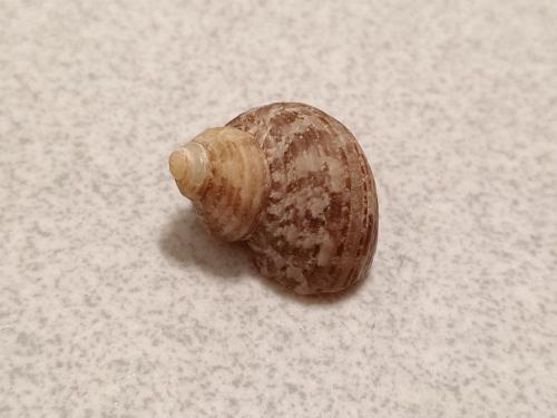 高腰蠑螺 高腰蠑螺