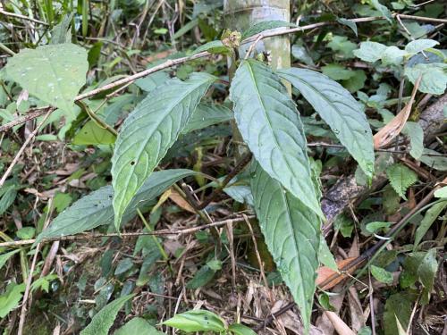 角桐草 角桐草