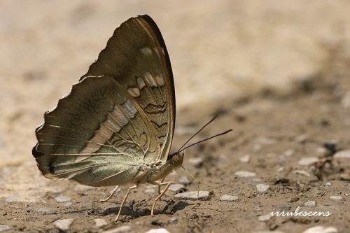 N33-5 窄帶翠蛺蝶 N33-5 窄帶翠蛺蝶
