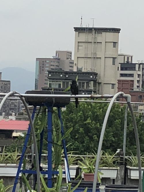 大卷尾