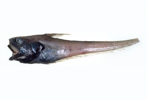 ASIZP0066778 ASIZP0066778