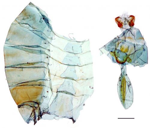 Papilio hermosanus Rebel, 1906 臺灣琉璃翠鳳蝶 Papilio hermosanus Rebel, 1906 臺灣琉璃翠鳳蝶