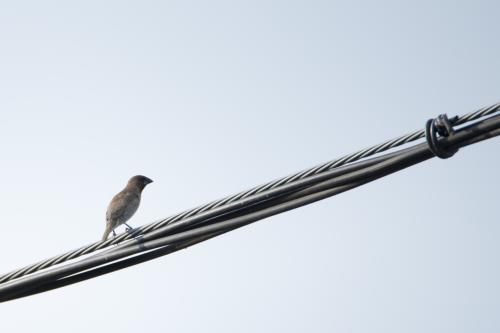 斑文鳥(華南亞種) 斑文鳥(華南亞種)