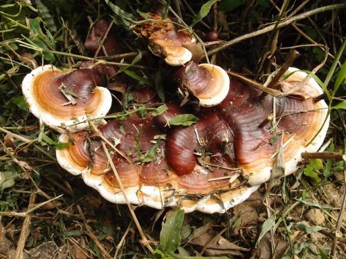 Ganoderma tropicum(熱帶靈芝)