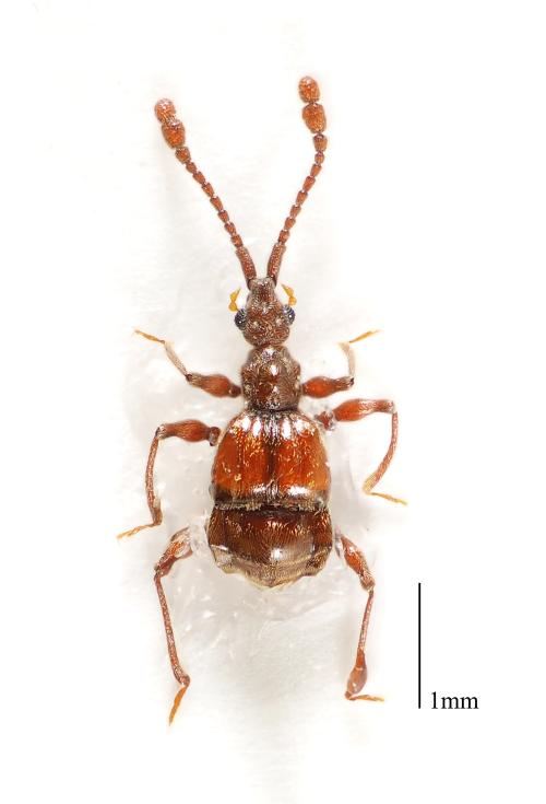 Taiwanophodes_minor Taiwanophodes_minor