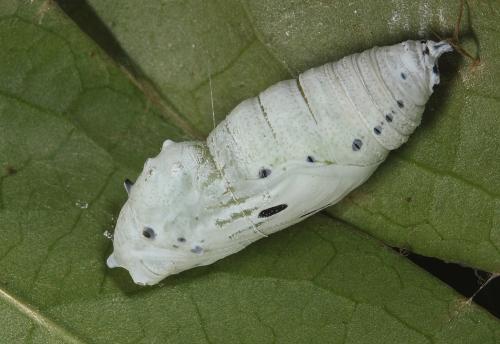 Choaspes xanthopogon chrysopterus Choaspes xanthopogon chrysopterus