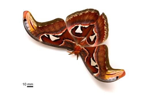 Attacus atlas atlas Attacus atlas atlas
