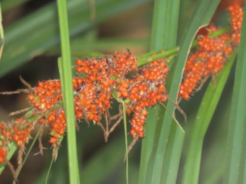 紅果薹