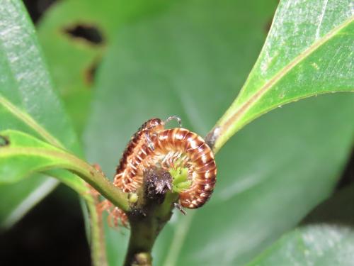 Aponedyopus montanus