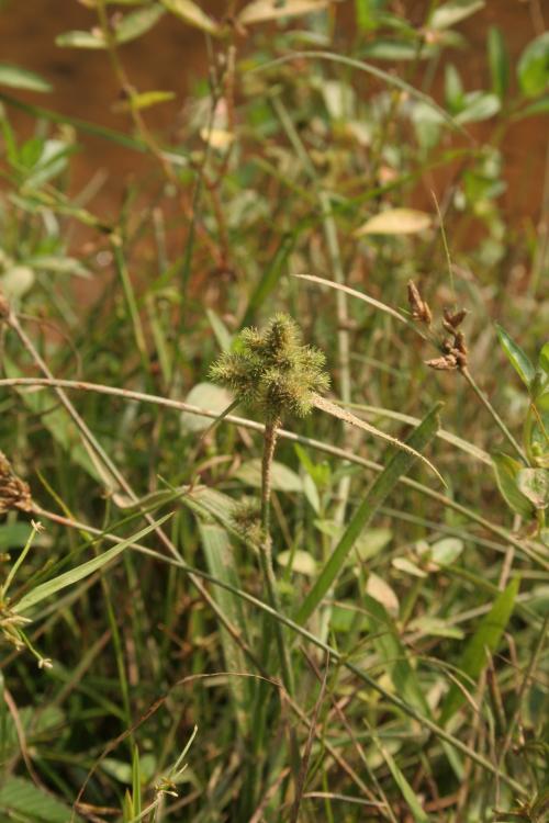 毛三稜-Cyperaceae莎草科-飄拂草屬-Fuirena ciliaris-20081029嘉義-彌陀溼地-小胖-單子葉-IMG_2057