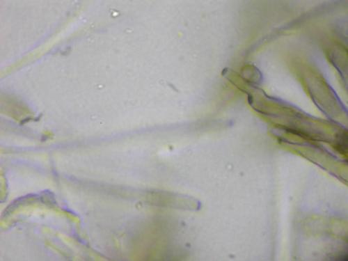 Cercospora coffeicola Cercospora coffeicola