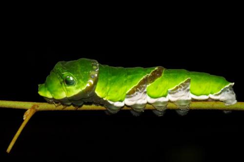 20090925_347294_Papilio nephelus chaonulus_l.jpg