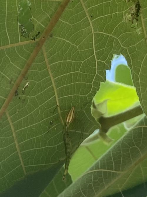 細紋貓蛛