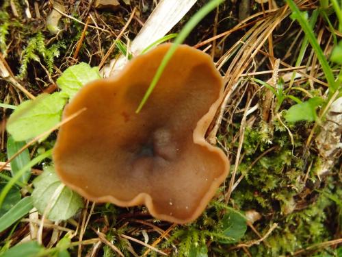Peziza arvernensis(阿地盤菌) Peziza arvernensis(阿地盤菌)