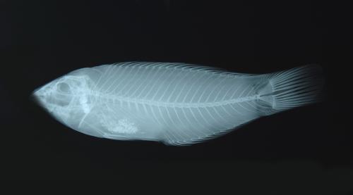 ASIZP0065312