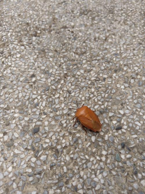 荔蝽 荔蝽