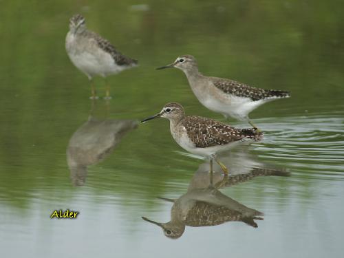 20090813_380247_Wood_Sandpiper_0241.jpg