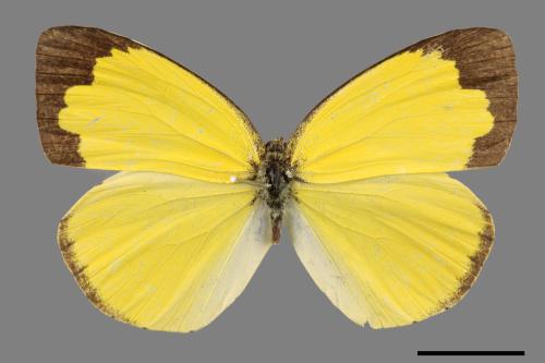 Eurema alitha esakii[江崎黃蝶][00013958]