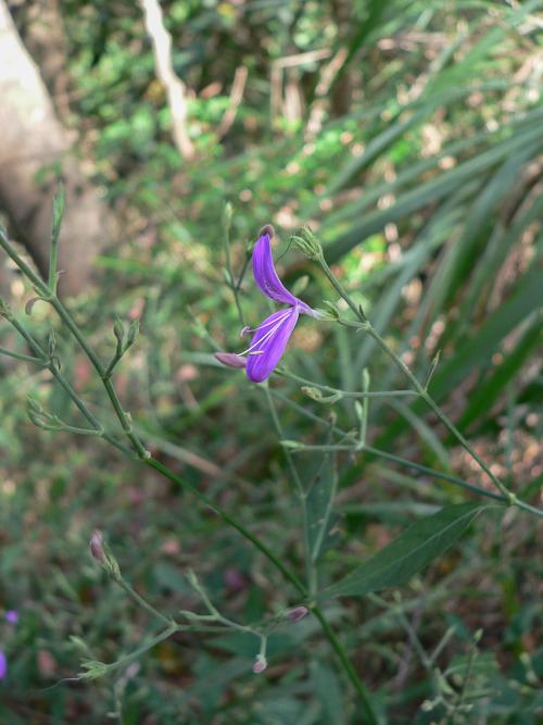 槍刀菜