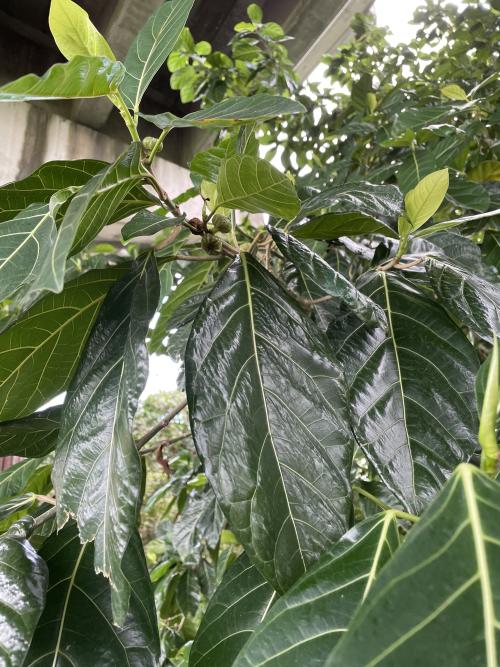 稜果榕