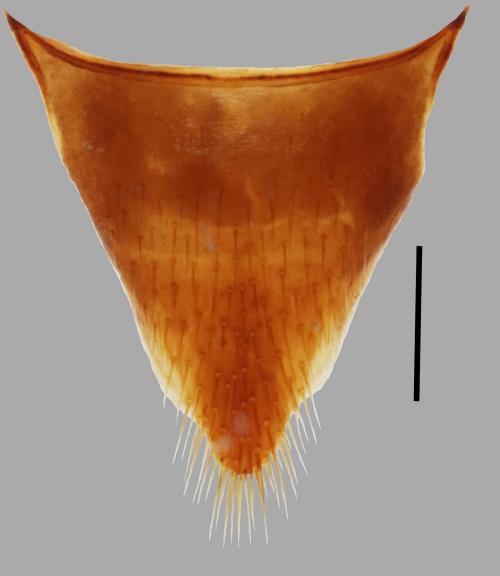 Miobdelus-humilis_female-T10 Miobdelus-humilis_female-T10