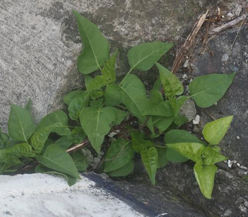 紫茉莉