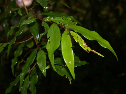 尾葉山茶 尾葉山茶