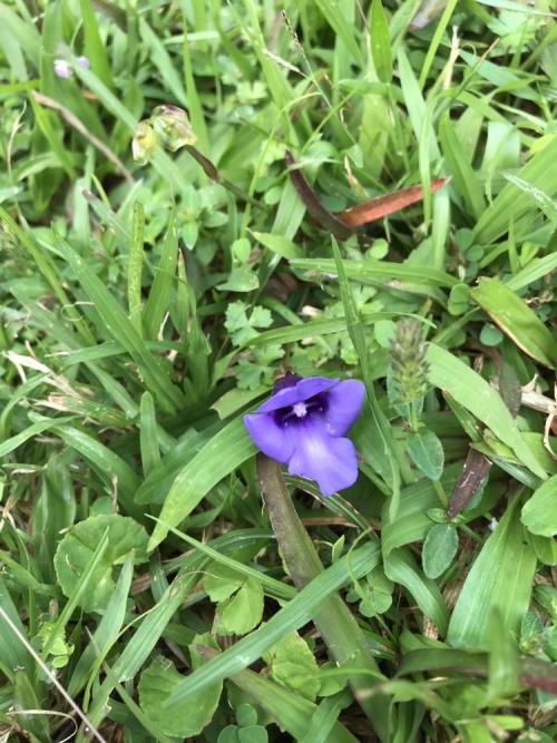 倒地蜈蚣 倒地蜈蚣
