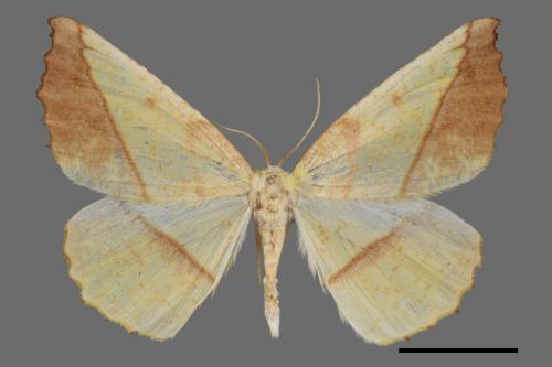 Auaxa cesadaria[鋸褐緣黃尺蛾][00034389]