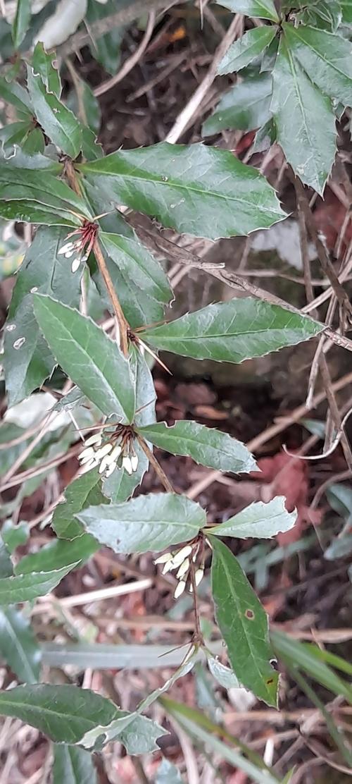 臺灣小檗 臺灣小檗