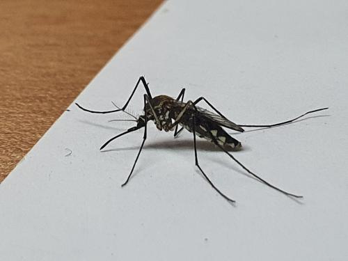 騷擾阿蚊 騷擾阿蚊