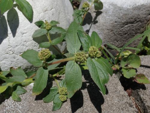 飛揚草 飛揚草