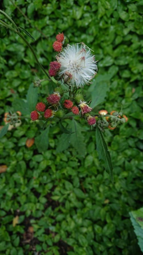 野茼蒿