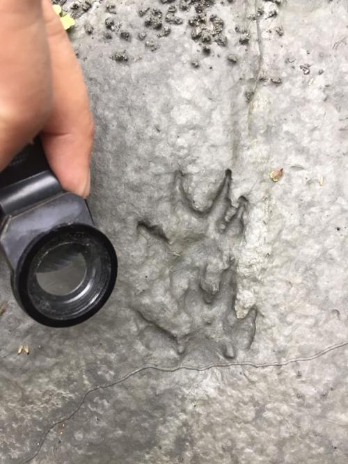 食蟹獴 食蟹獴