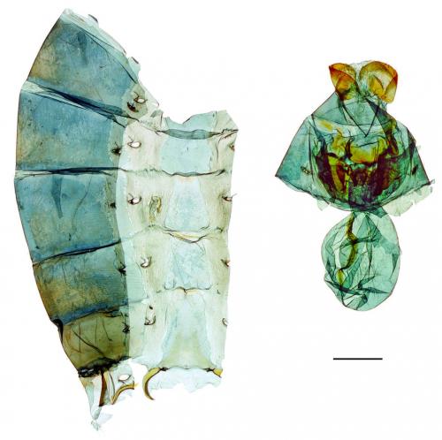 Byasa confusus mansonensis (Fruhstorfer, 1901) 麝鳳蝶 Byasa confusus mansonensis (Fruhstorfer, 1901) 麝鳳蝶