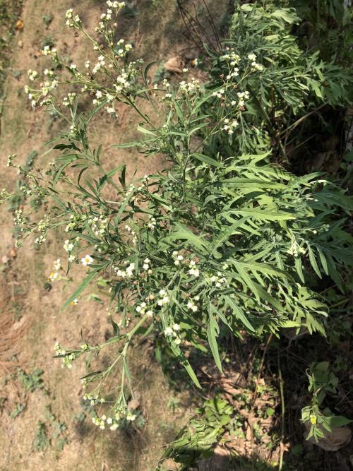 銀膠菊