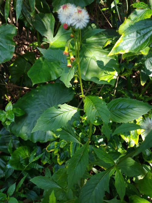 野茼蒿