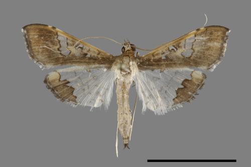 Maruca vitrata[00093251]