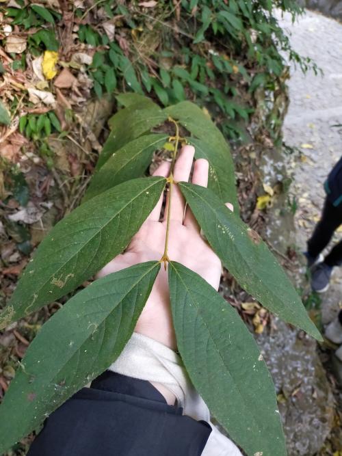 杜虹花