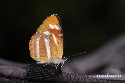N27-9 深山環蛺蝶 N27-9 深山環蛺蝶
