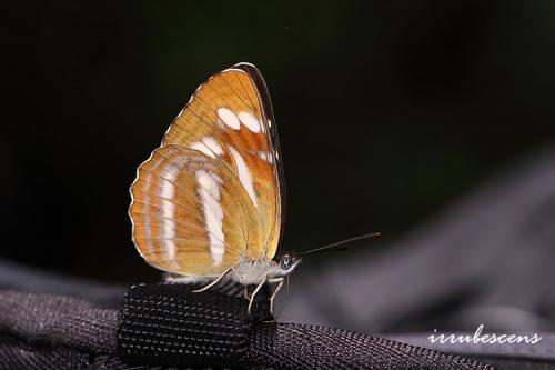 N27-9 深山環蛺蝶