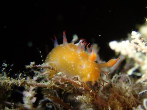 Kaloplocamus acutus